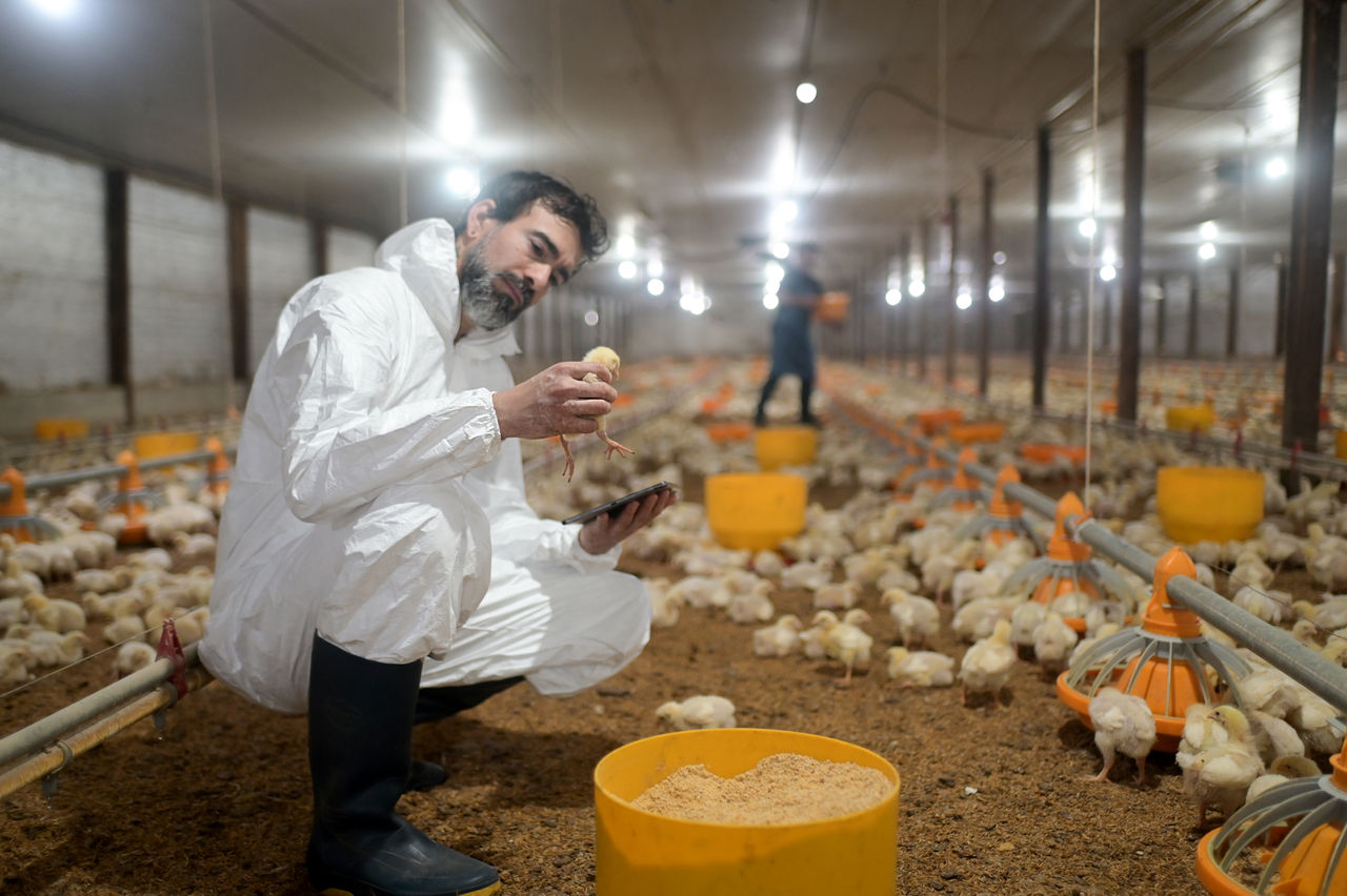 Big shift in climate reporting for the Australian poultry industry  