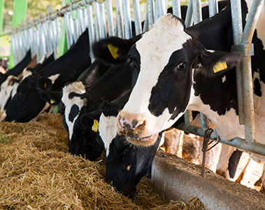 Sustell® update: Dairy 2.0 module for environmental footprinting