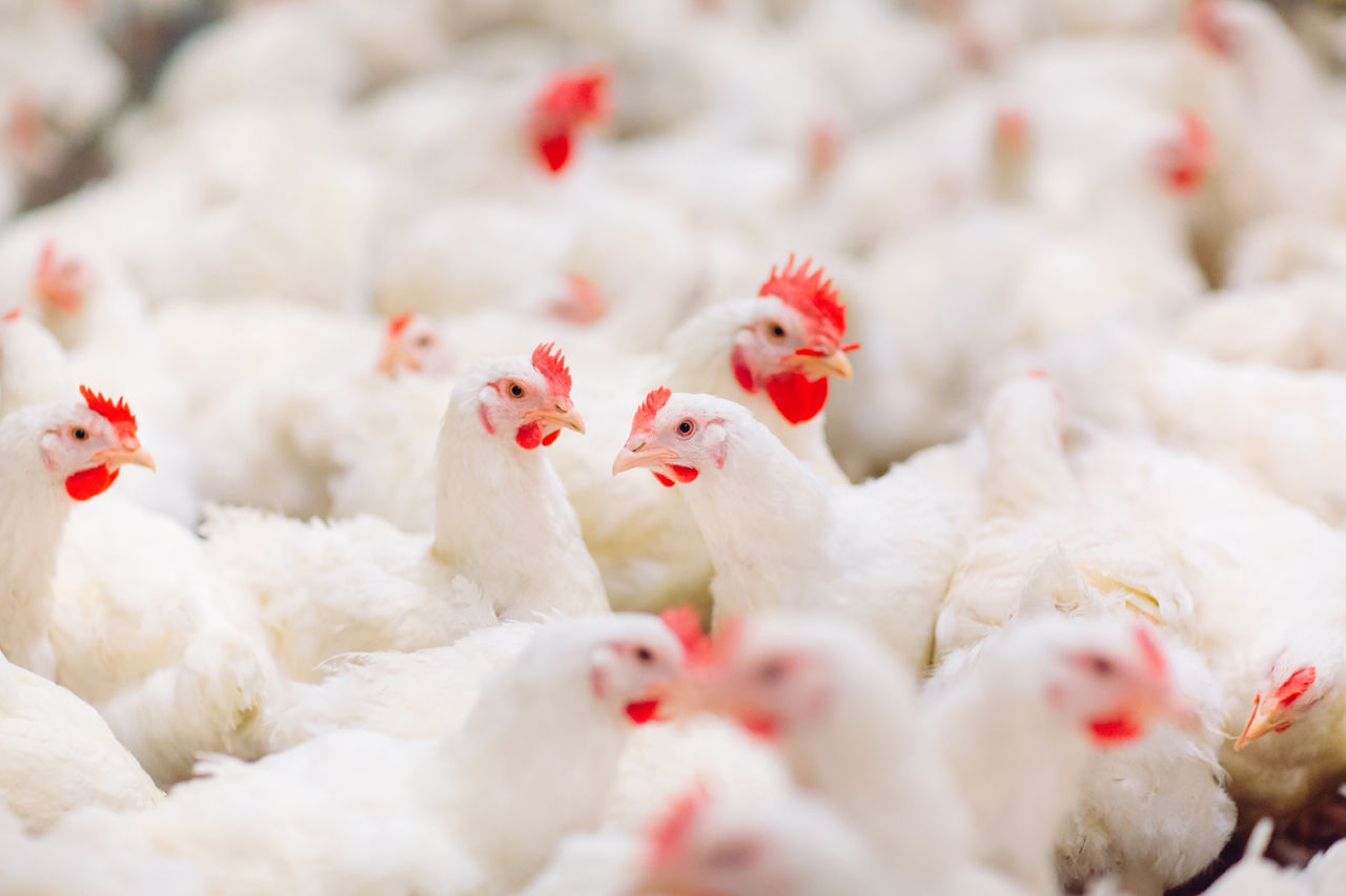 Updated poultry footprinting now available in Sustell®